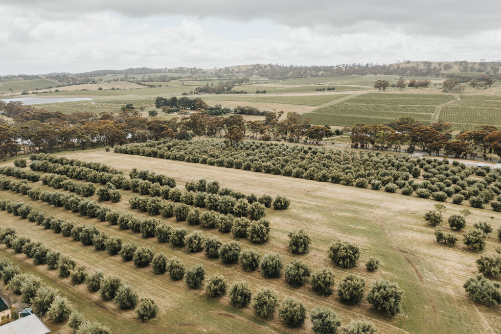 Olive-Bus-House-(163-of-178)